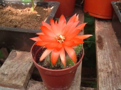 [cactus+flower.jpg]