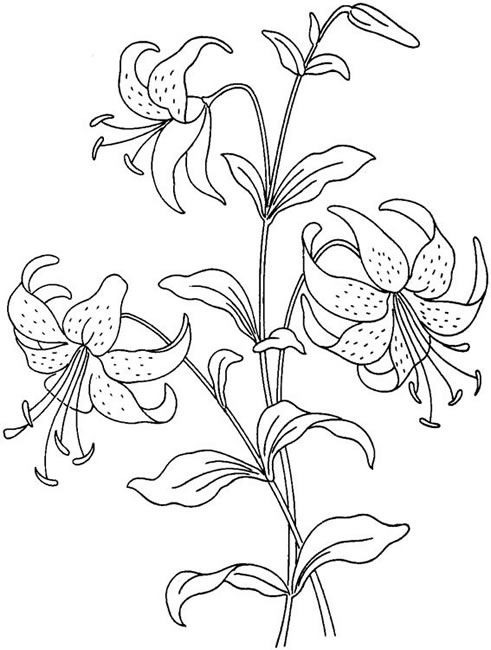 [lilies.jpg]