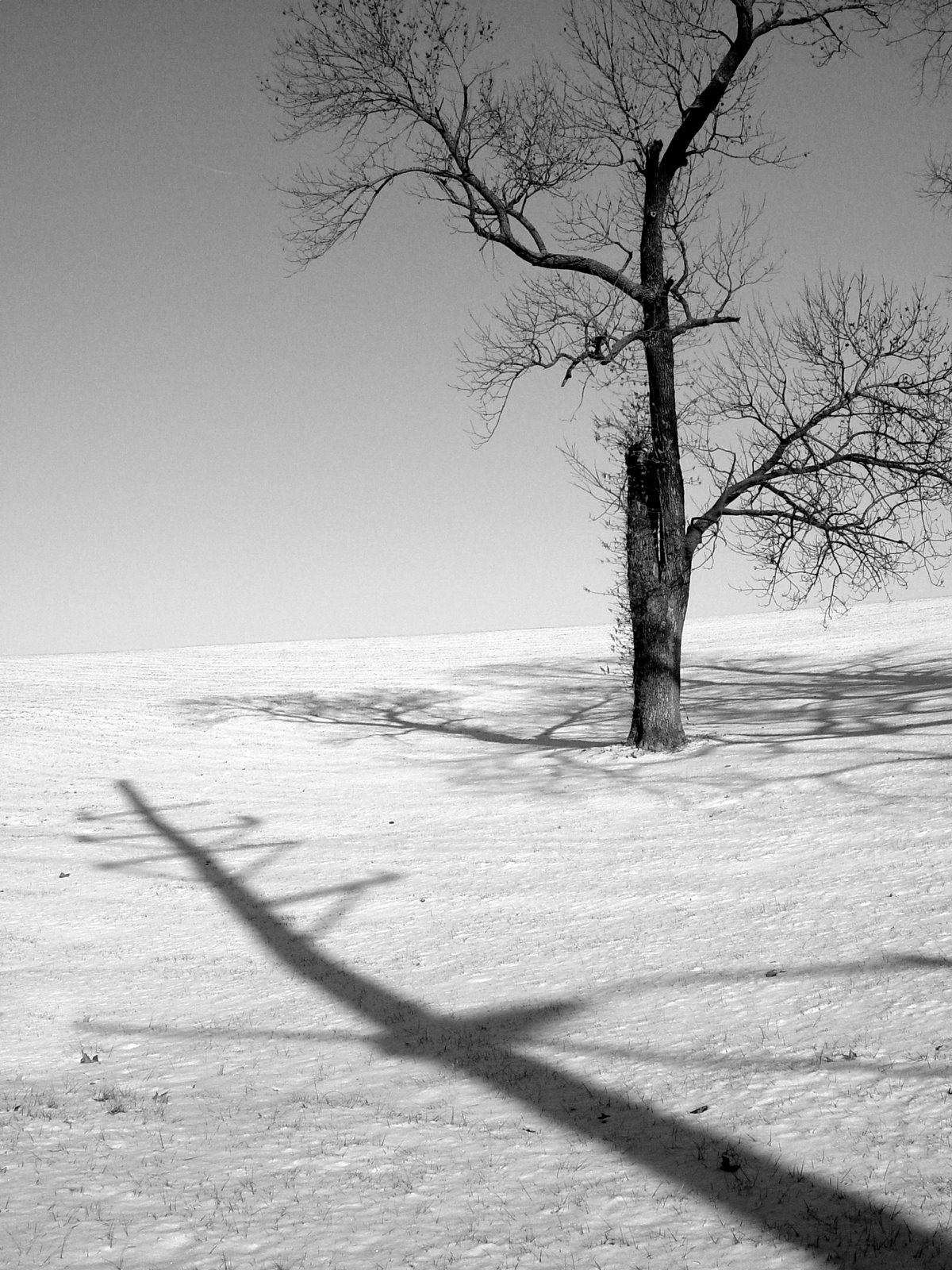 [Winter+Trees-781.jpg]