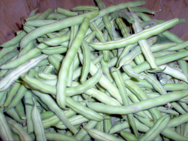 [Green+Beans.jpg]