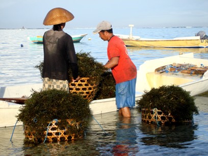 Nusa Penida Seaweed farmer