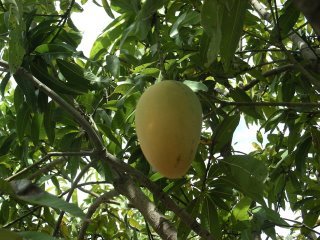 [mango+in+tree.JPG]