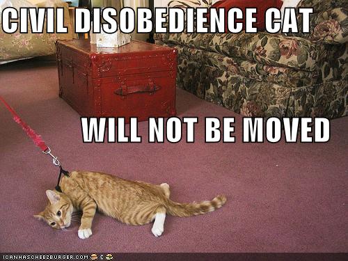 [funny-pictures-civil-disobedience-cat.jpg]