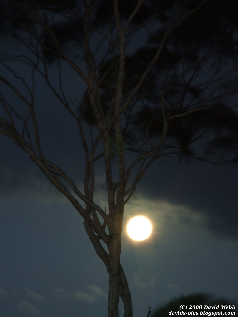 [Moon+and+gum+tree+at+night+close+up.jpg]