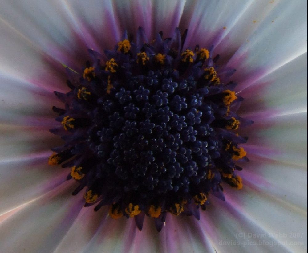 [close+up+of+daisy+center.jpg]