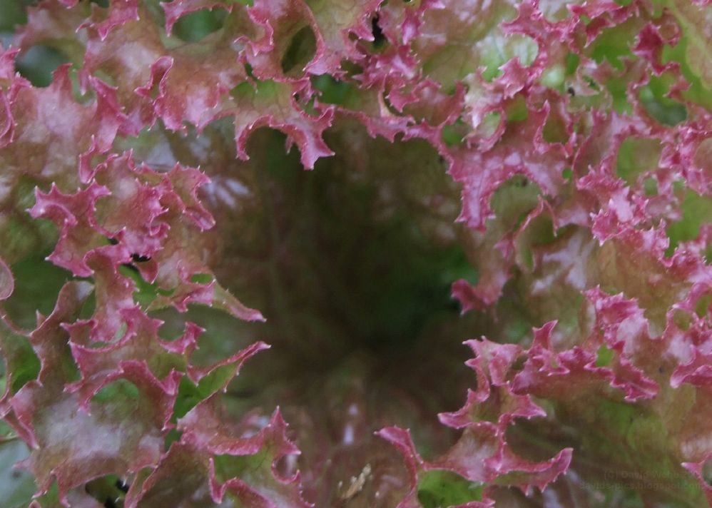 [Lettuce+Leaf+-+Fractals+in+Nature+-+Fractals+of+God's+Creation.jpg]