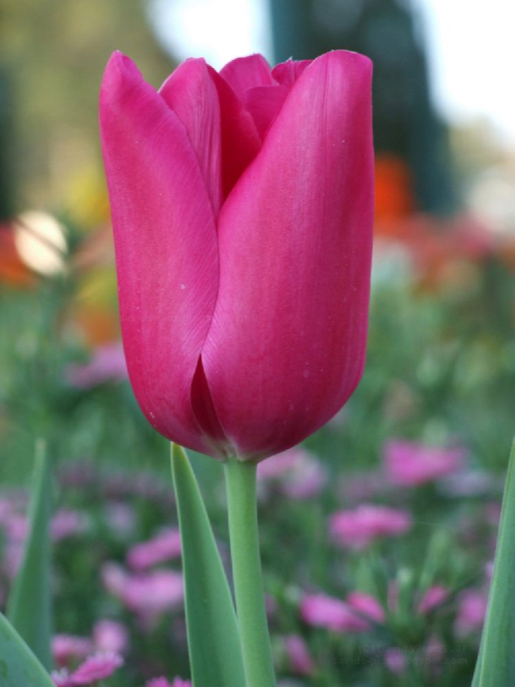 [Pink+Tulip+Flower+Bud+Close+Up+-+Purple+Sunday.jpg]