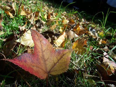 the autumn spirit - a single maple tree leaf with lot's of other maple tree leaves on the grass in the background. Autumn leaves falling in the fall.