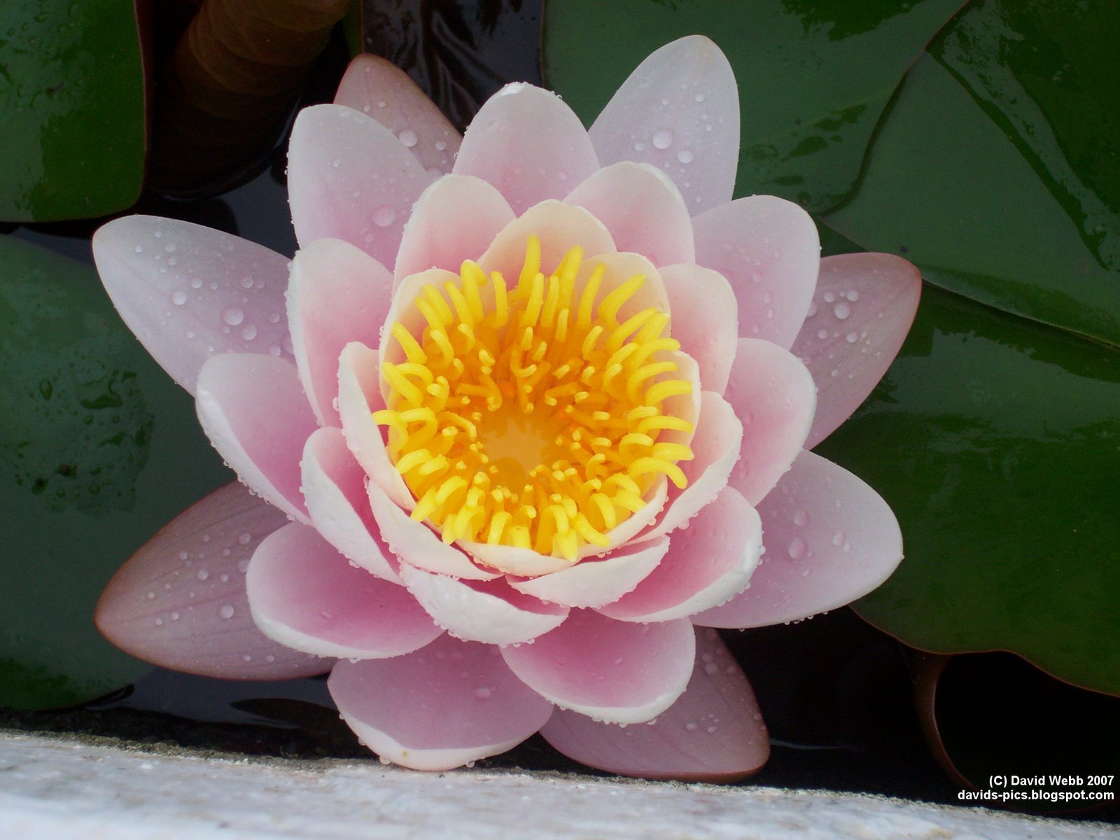 [Pink+and+Yellow+Water+Lily+with+Water+droplets.jpg]