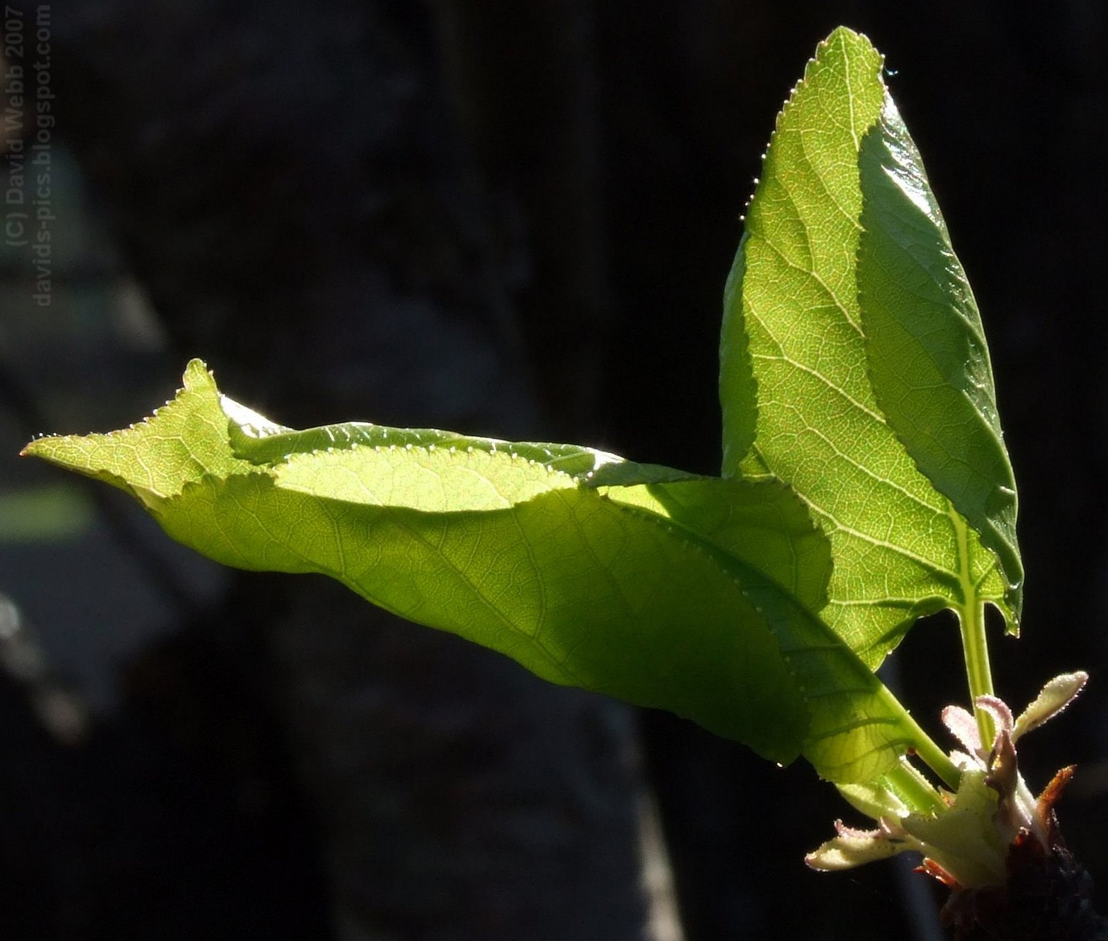 [Green+Leaves+with+Sun+Shining+-+New+Life.jpg]