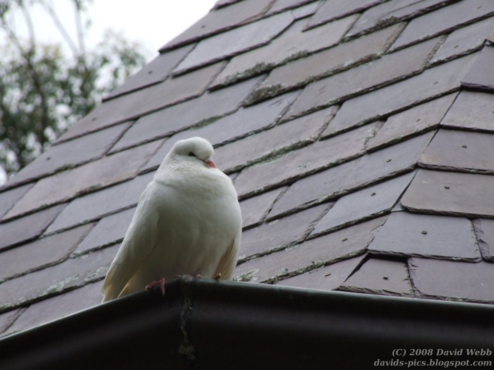Dove on tiled roof - ANZAC Day