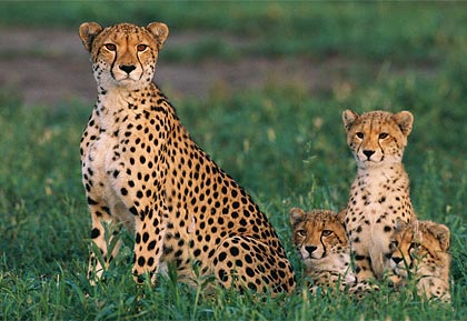 [cheetah-cubs.jpg]