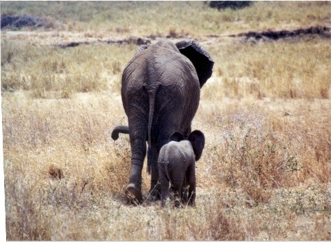 [mother_and_baby_elephant.JPG]