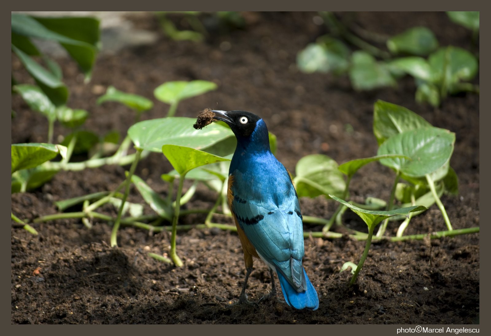 [blue+bird.jpg]