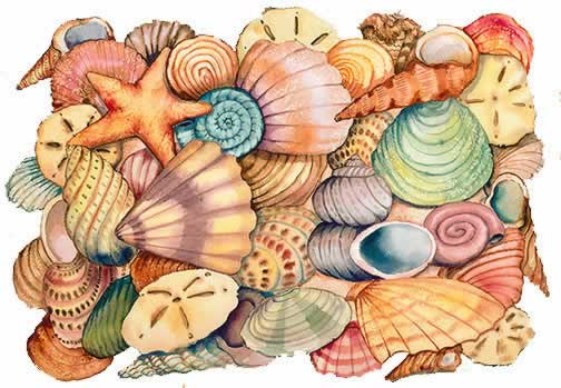 [sea-shells.jpg]