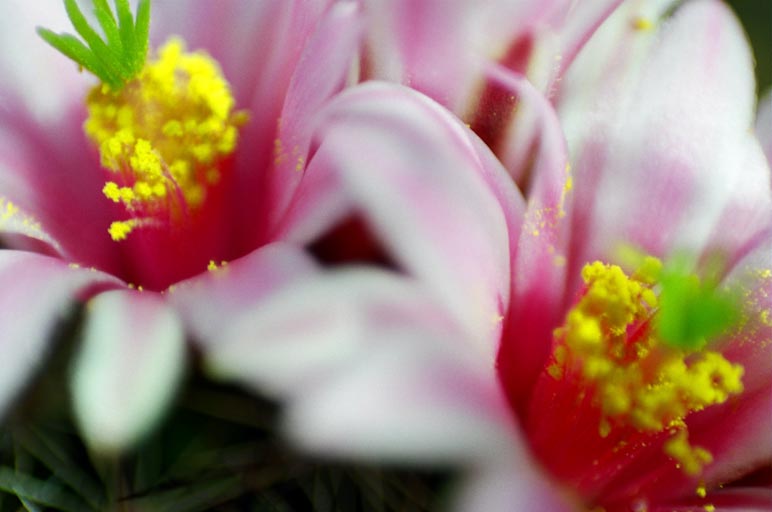 [pink+flowers.jpg]