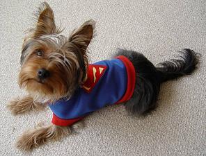 [superman+dog.jpg]