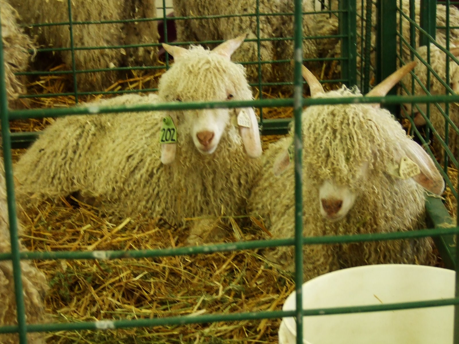 [cashmere+goats.JPG]