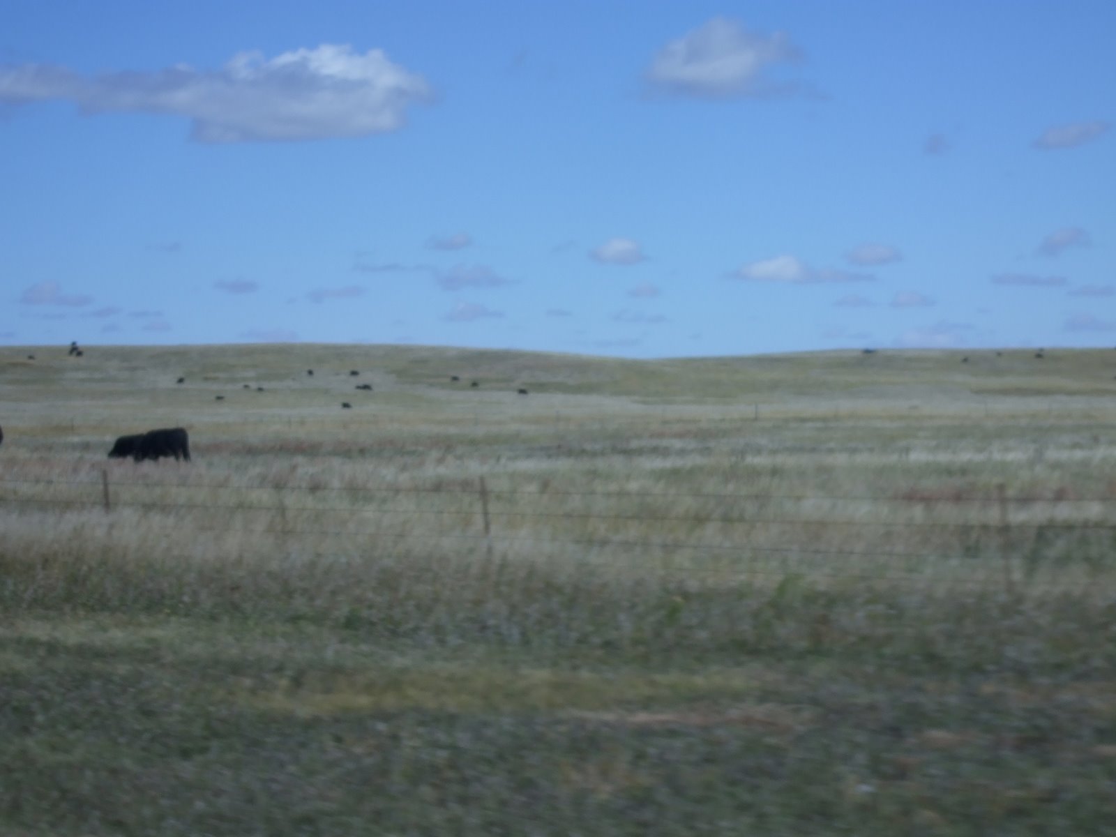 [Drive+to+SD--Cows+on+the+range+in+South+Dakota+-+2]