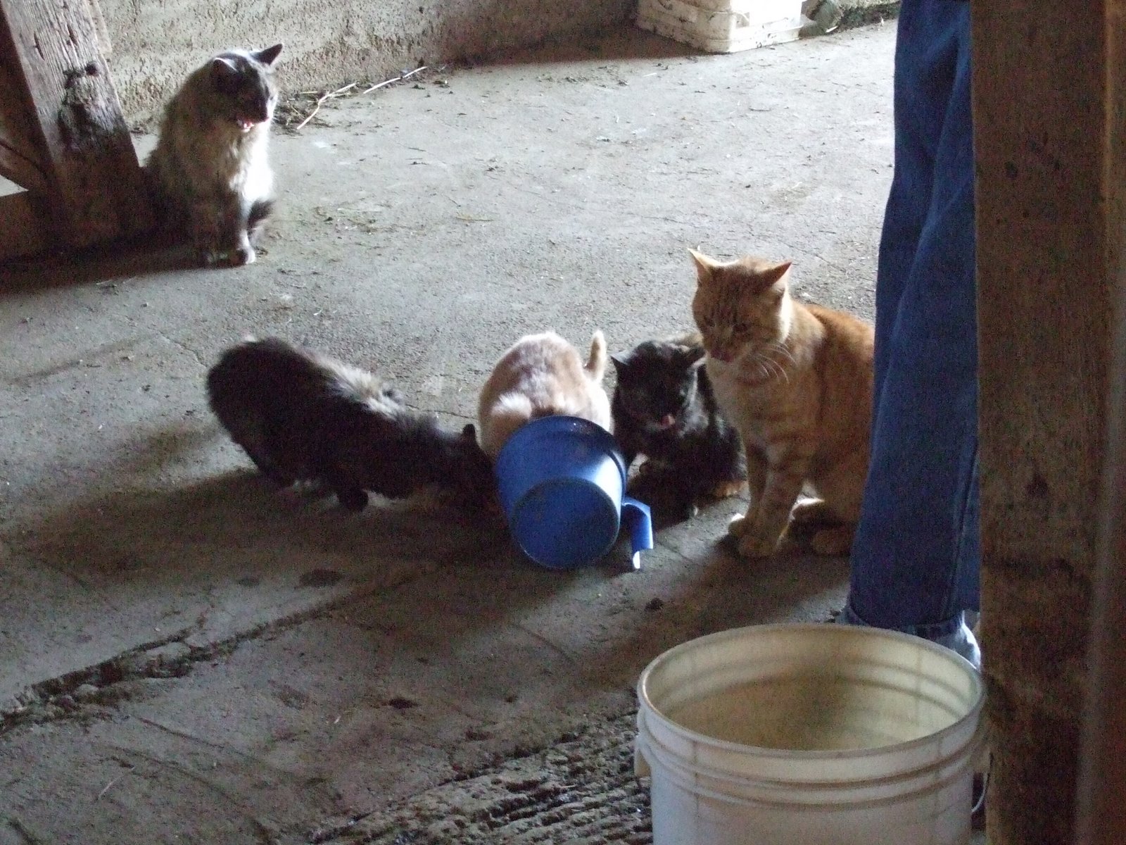 [Kvam+Farm--cats+love+milking+time.JPG]
