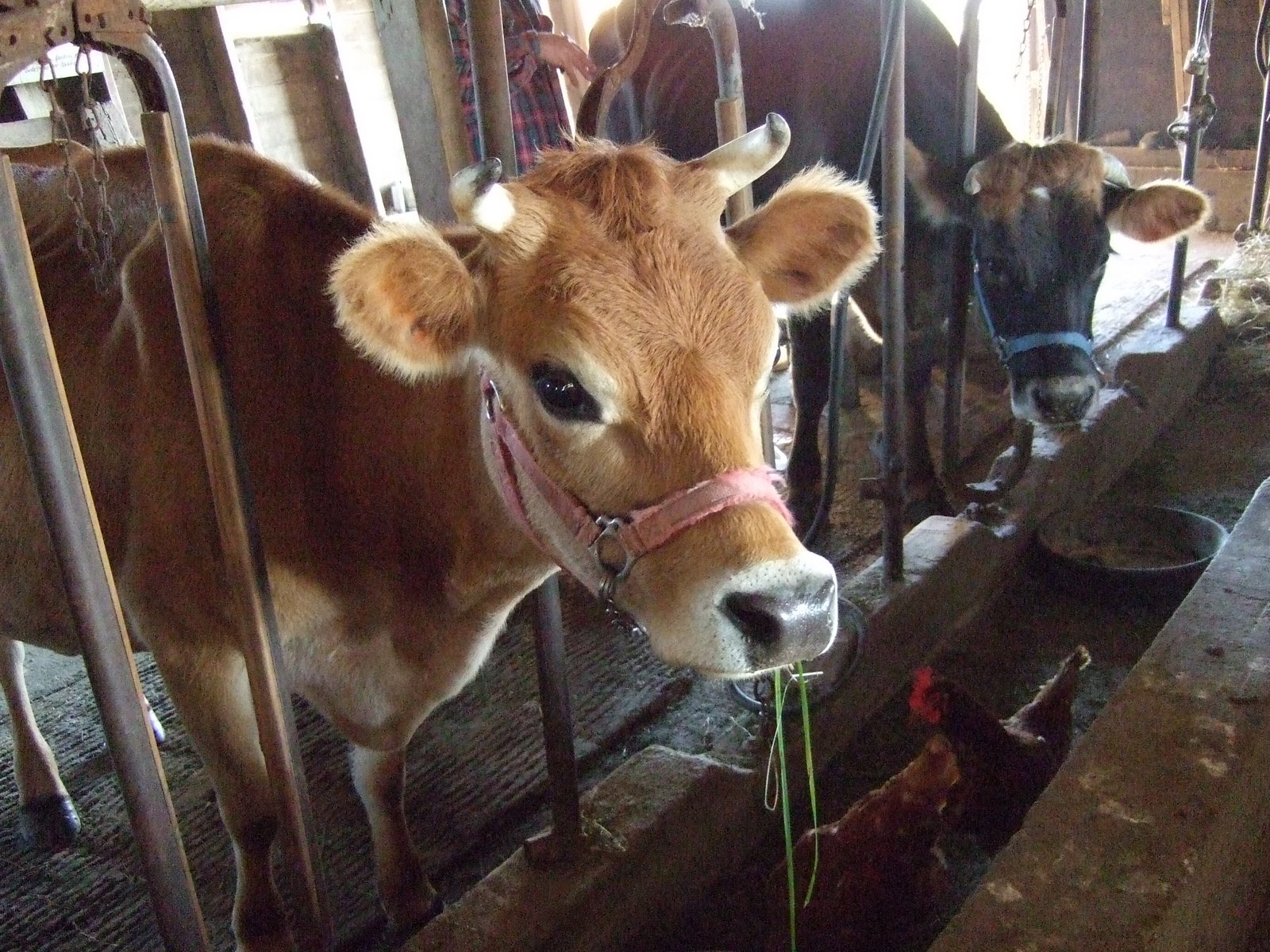 [Kvam+Farm--milking+cows.JPG]