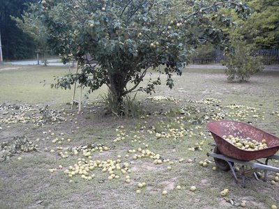 [pears+030.jpg]