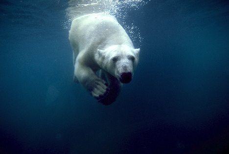 [underwater-polar-bear_2925.jpg]
