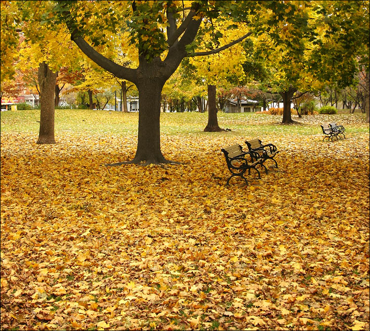[fall_leaves_tress_benches.jpg]