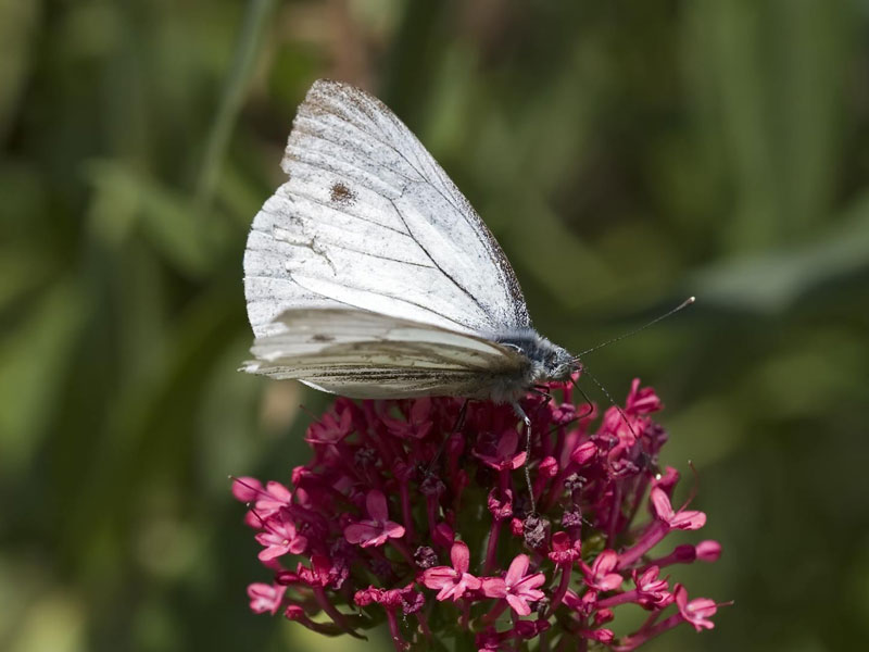 [small-white-butterfly.jpg]