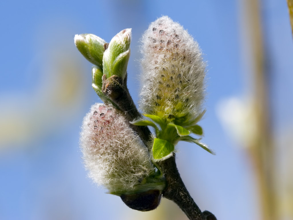 [pussy-willow-buds-opening.jpg]