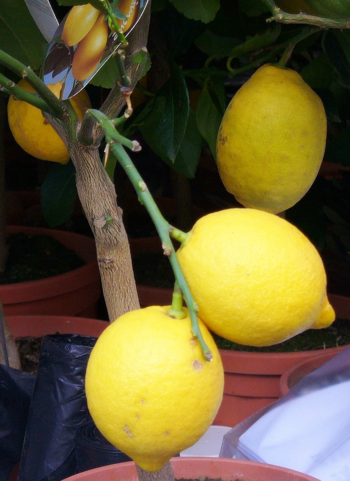 [Lemons.JPG]