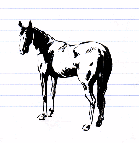 [horse.gif]