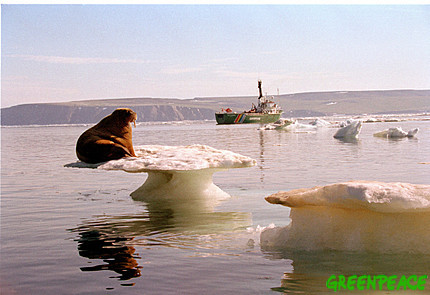 [walrus-on-ice-greenpeace.jpg]