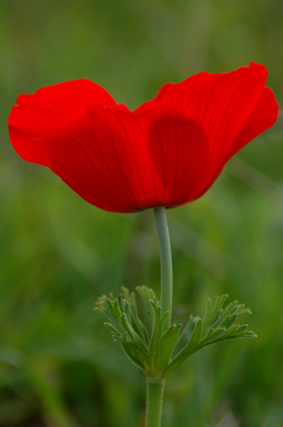 [red+flower.jpg]