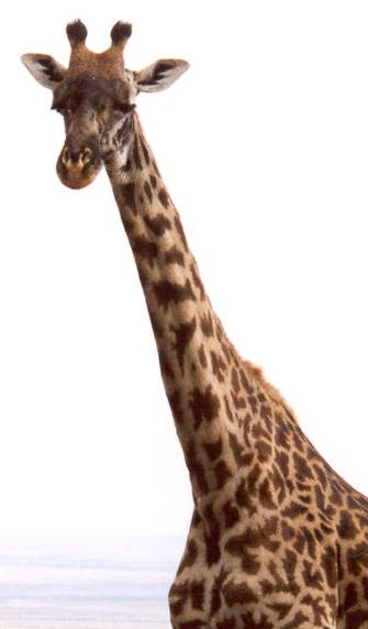 [giraffe.JPG]