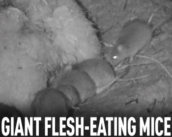 [giant+flesh+eating+mouse.jpg]