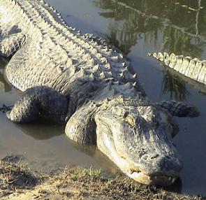 [alligators.jpg]