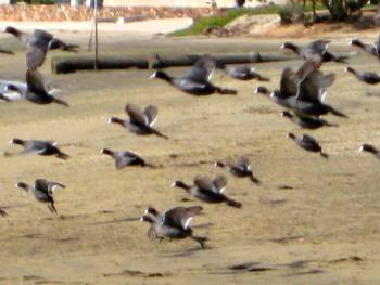 [flock+of+coots+r.jpg]