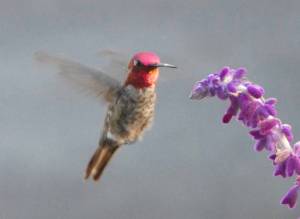 [hummingbird1r.jpg]
