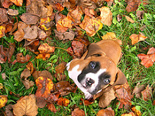 boxer from flickr