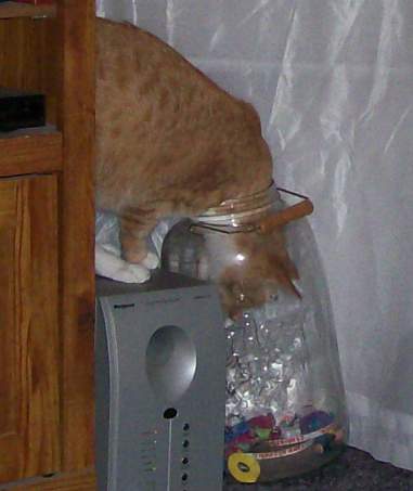 [cat+in+jug.JPG]