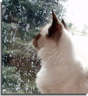 Tawnee's first glimpse of snow