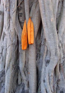 Holy tree at Kathu temple