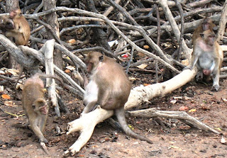Monkeys in the mangroves near Koh Sirey