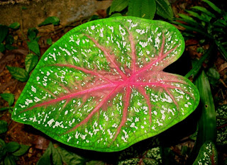 Jungle leaf