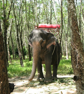 Elephant at Bang Pae Safari
