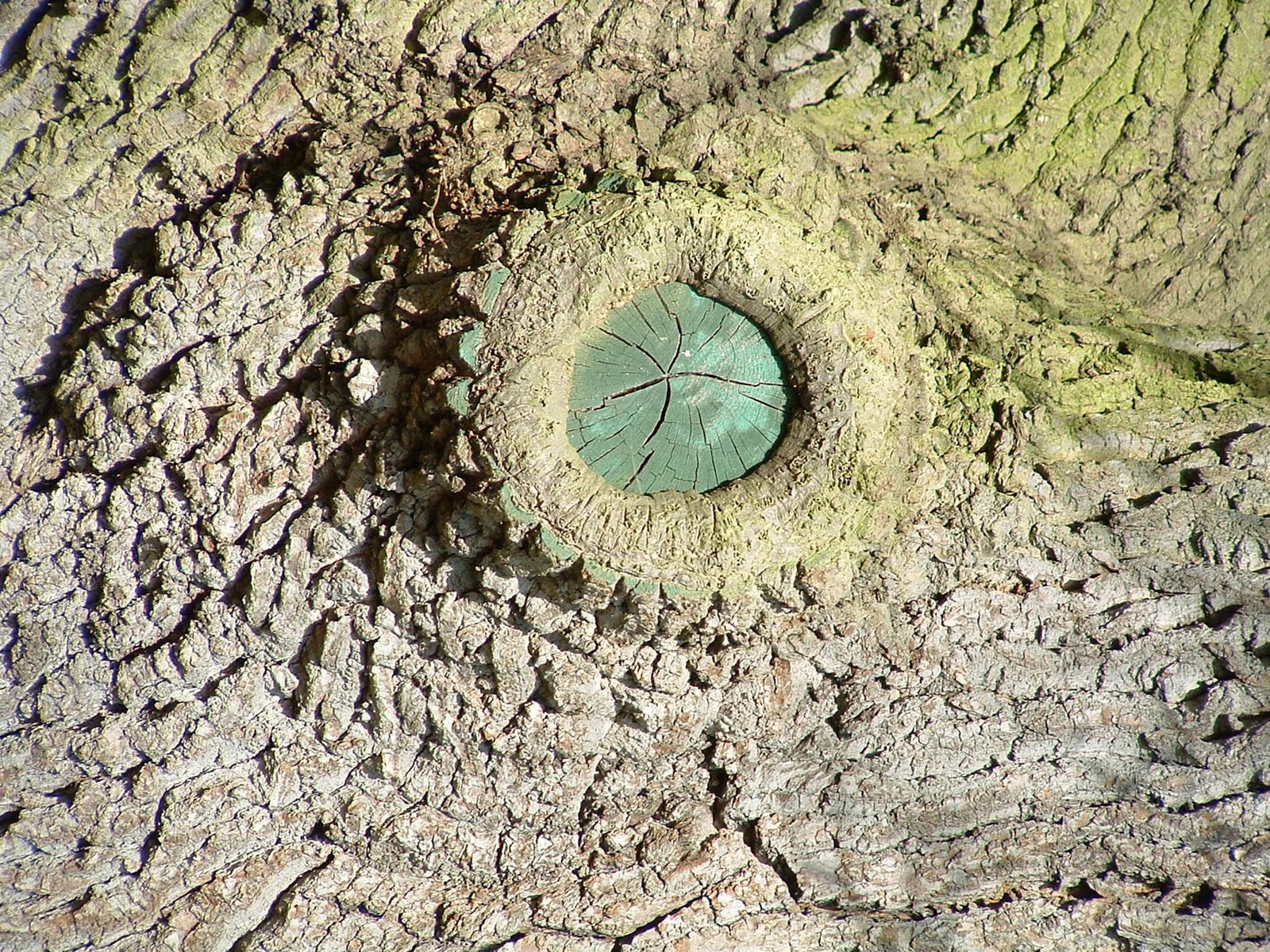 [eye+of+tree.jpg]