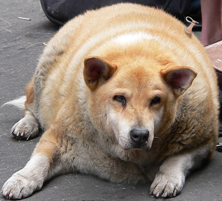 [Fat+dog.jpg]