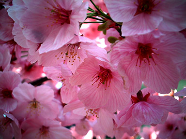 [CherryBlossoms2.jpg]