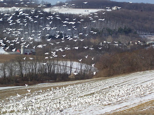 migration of snow geese